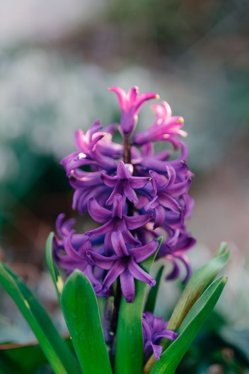Garden Hyacinth