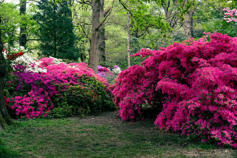 Azaleas and Rhododendrons Along the Foundation