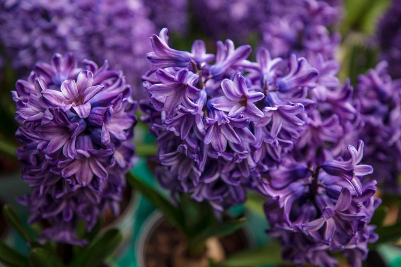 Hyacinth