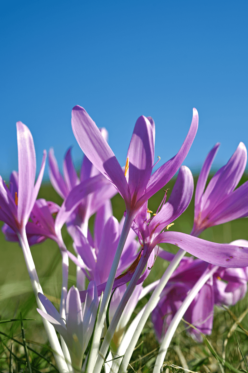 Autumn Crocus Can Be Confused With Other Flowers