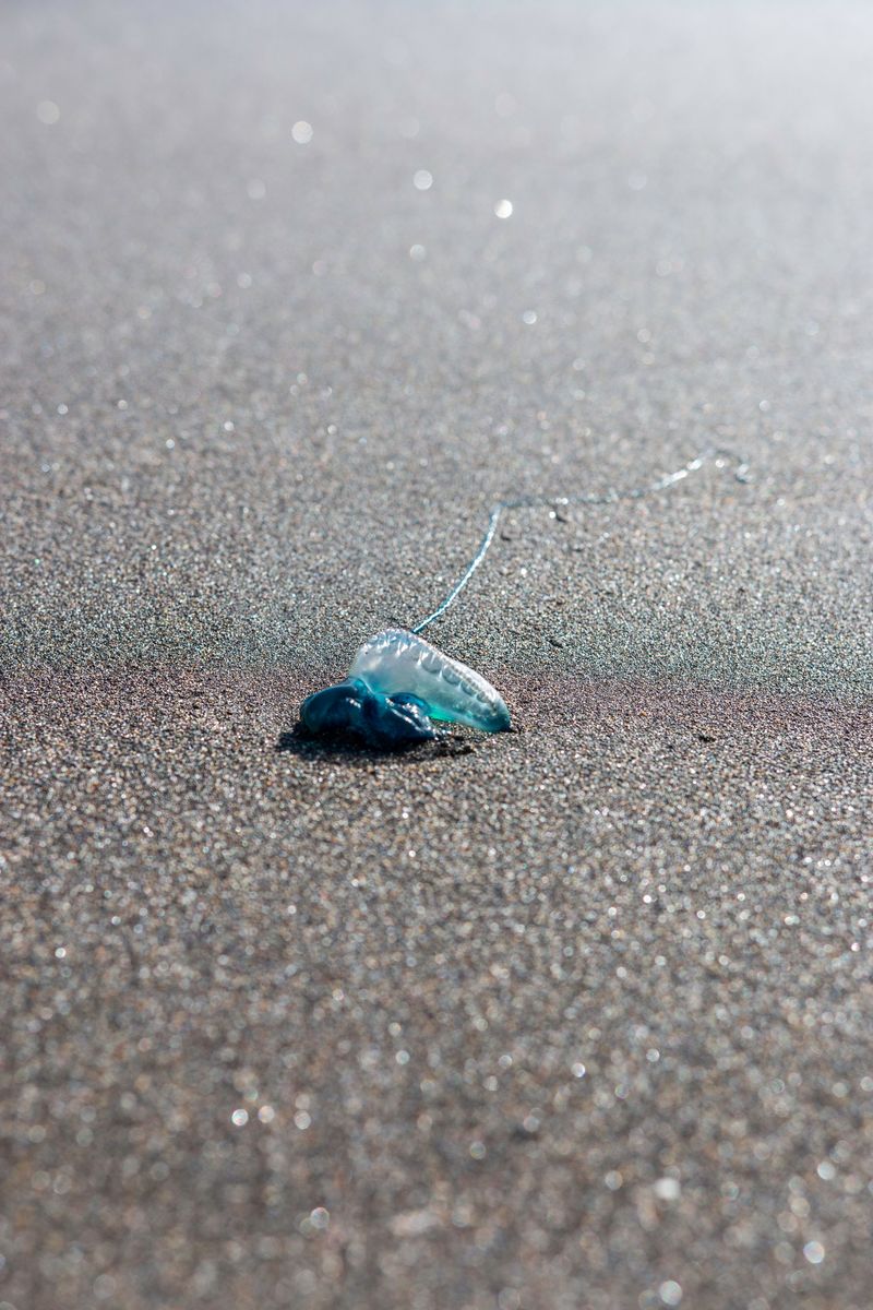 Jellyfish And Other Beach Hazards Can Hurt Curious Dogs