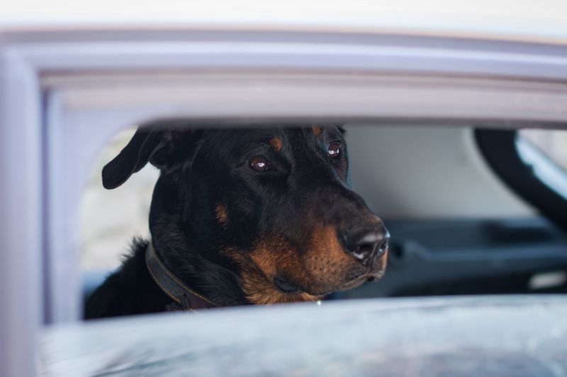 Leaving a Dog in a Hot Car