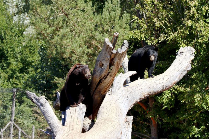 Do Not Follow a Bear, Report Repeat Problems Instead