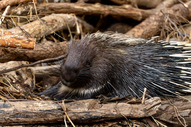 Why Porcupines May Visit Your Property