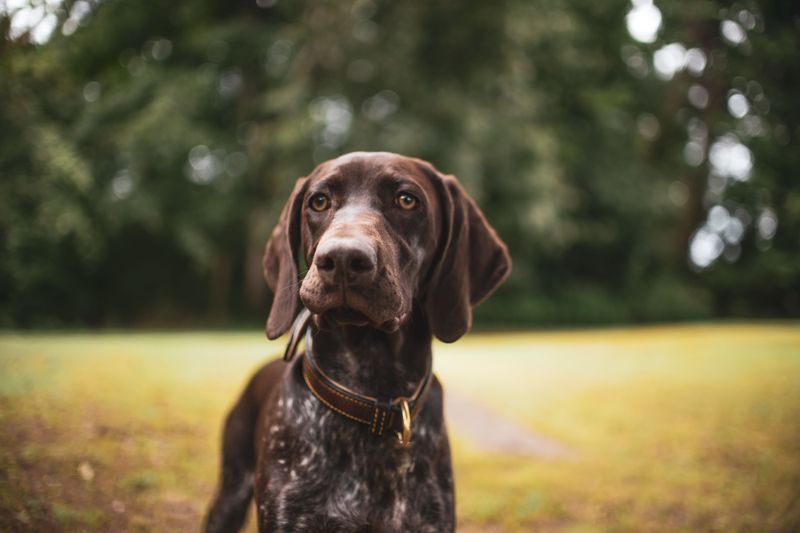 Hunting Dogs and Reasonable Control