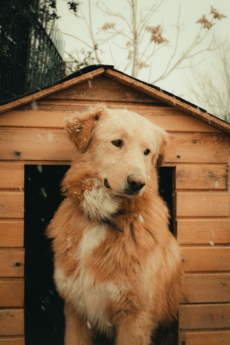 Proper Care and Shelter Are Legally Required