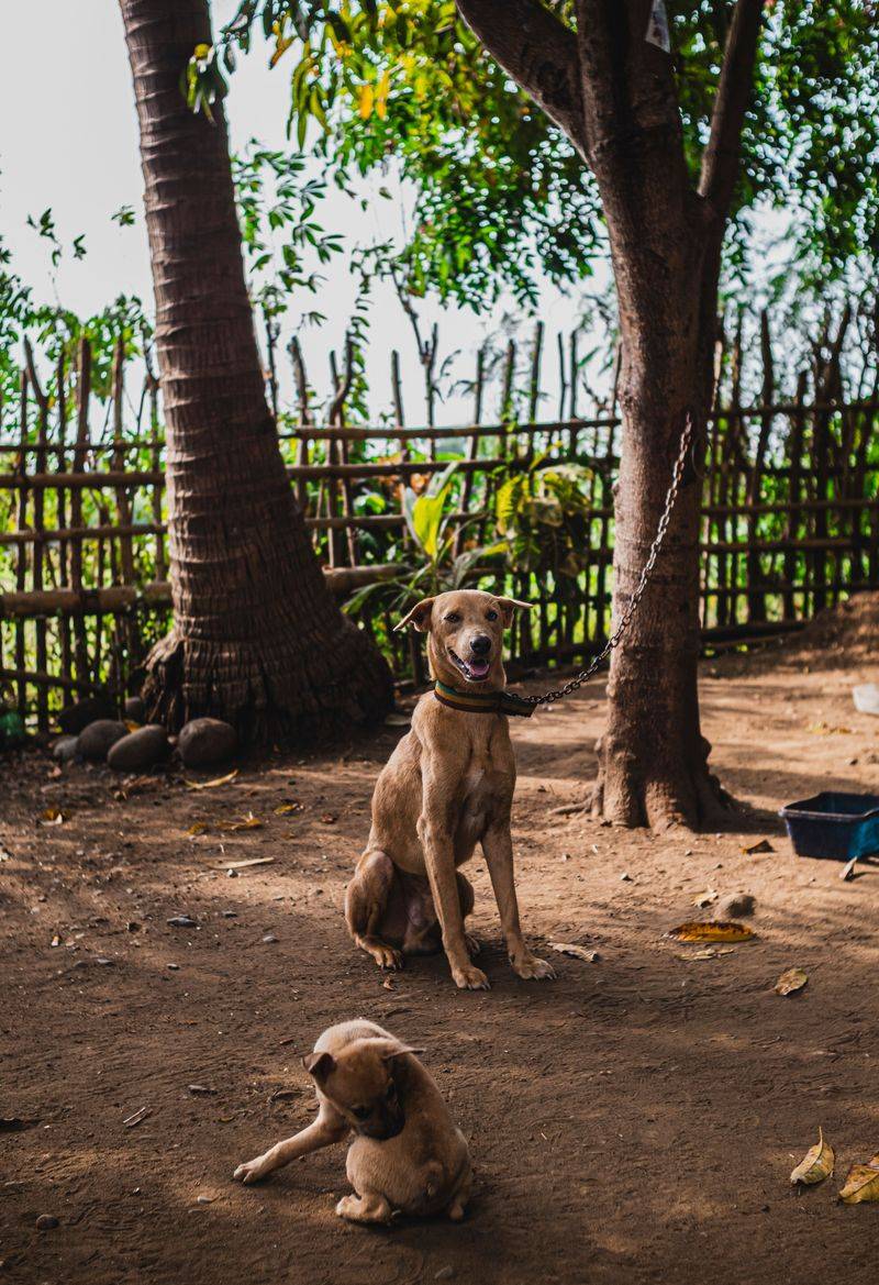 Puppies and Vulnerable Dogs Cannot Be Tethered Outside