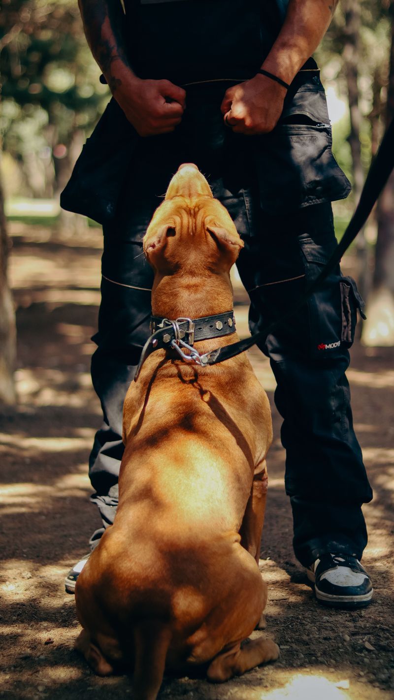Put Your Dog Behind You