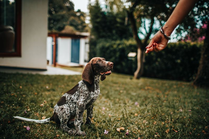 Teach Your Dog To Come When Called