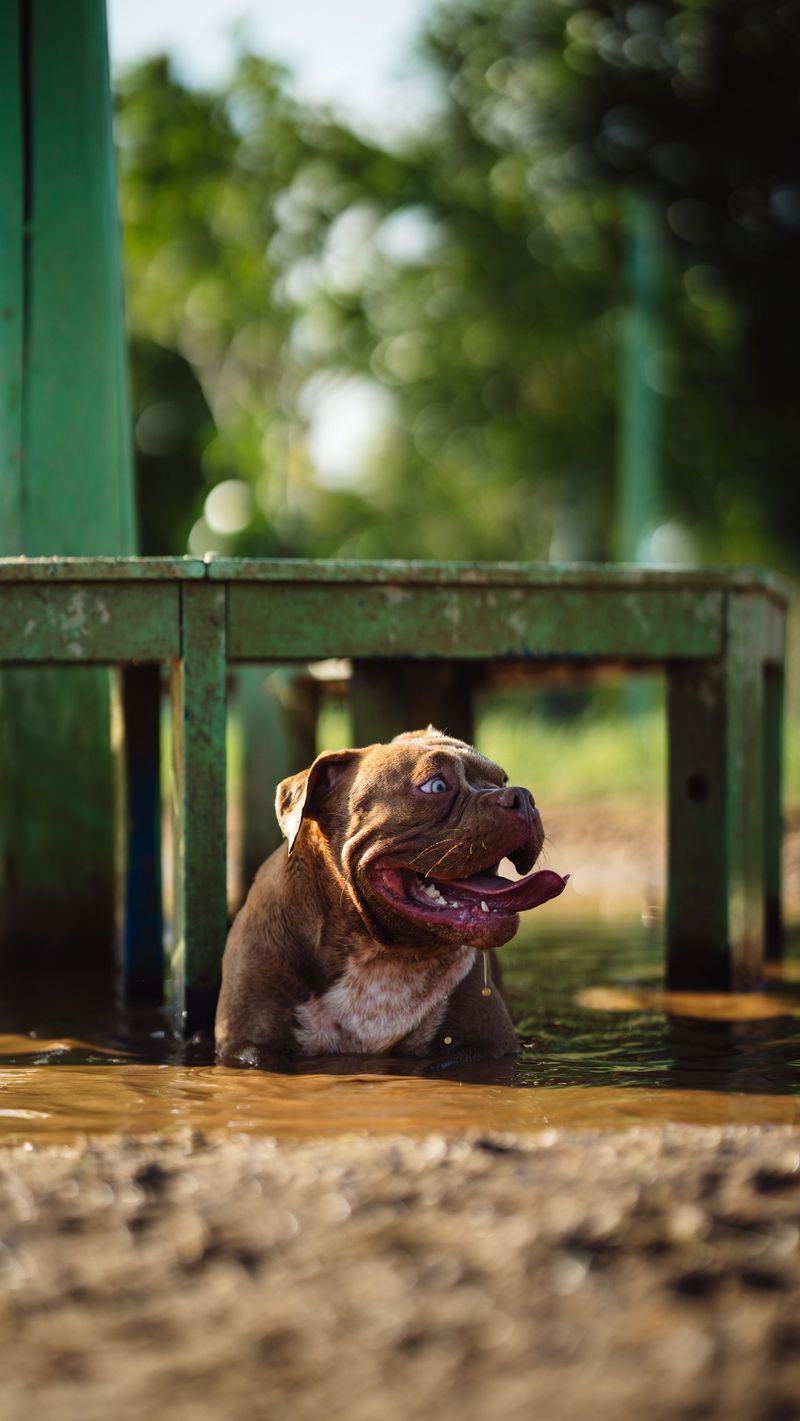 Give Dogs Frequent Cooling Breaks