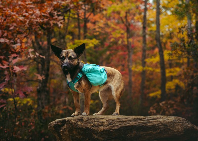 Do Not Give an Inexperienced Dog a Heavy Backpack