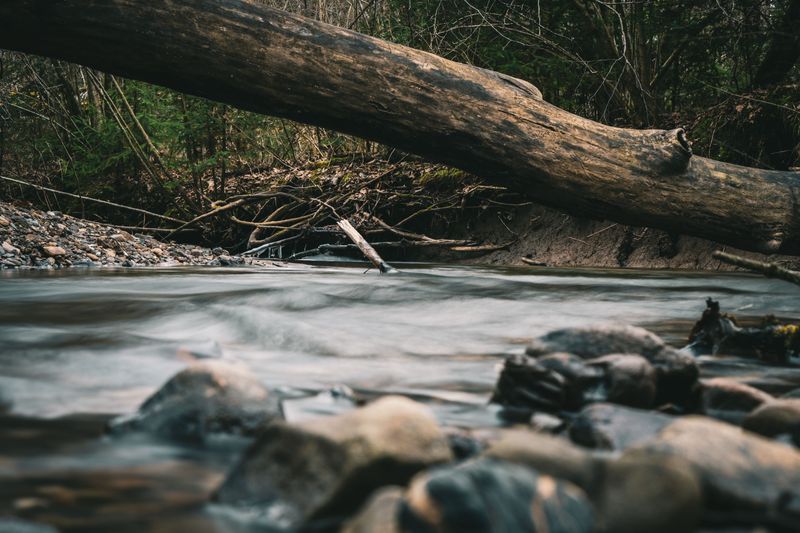 Keep Dogs Away From Logs and Rock Piles