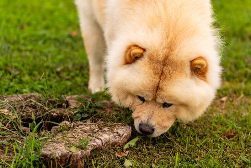 Watch Where Your Dog Puts Its Nose