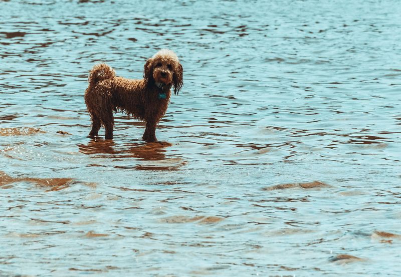 Introduce Inexperienced Swimmers to Shallow Water Gradually