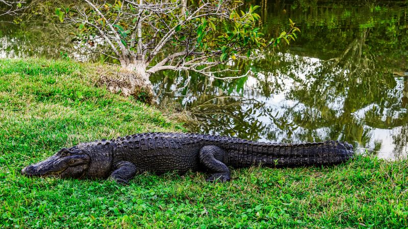 Watch for Alligators Even in Developed Areas