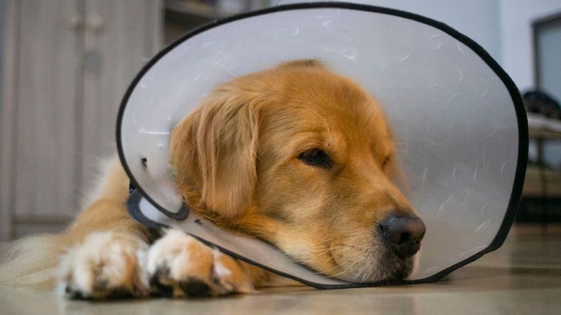 Keep Your Dog From Rubbing Its Face