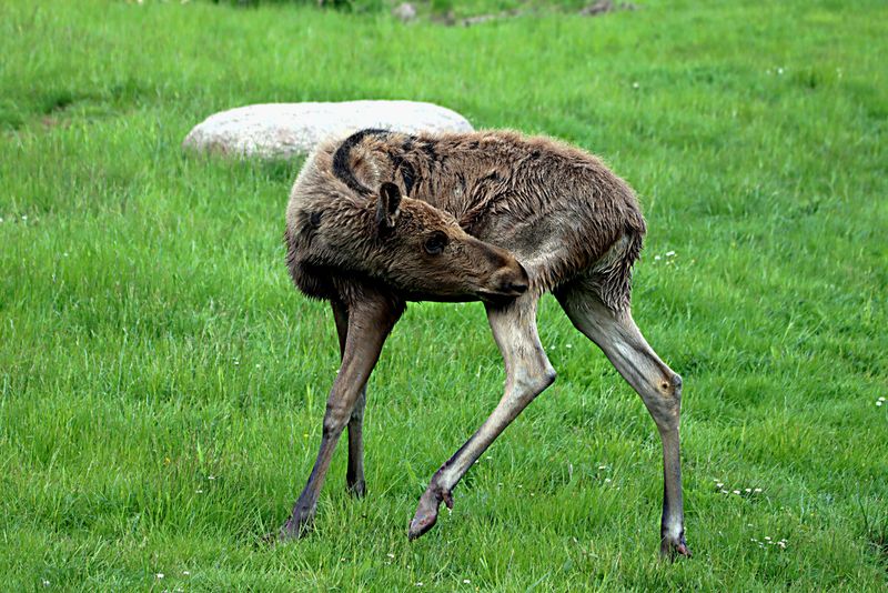 Be Extra Careful Around Calves
