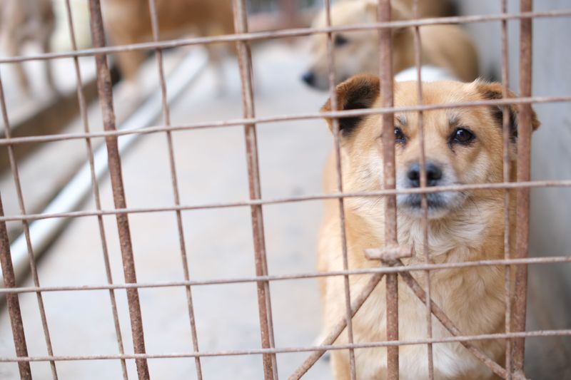 Deciding to Keep a Found Dog Can Backfire