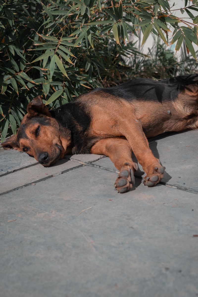Some Dogs Show No Obvious Signs