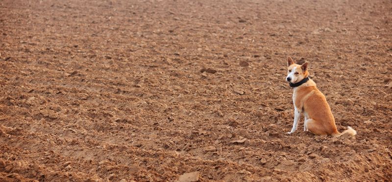 The Fungus Lives In The Soil