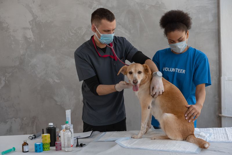 Reasonable Vet Costs Can Be Recovered