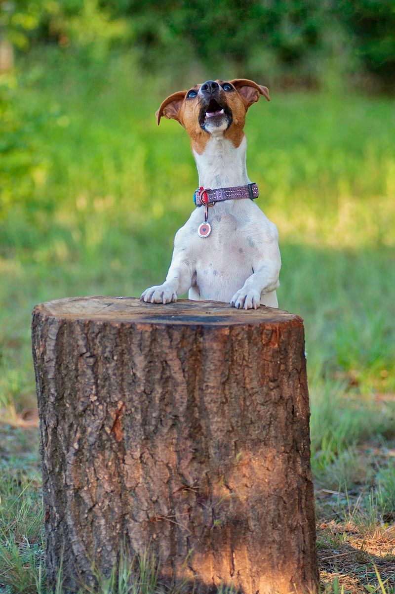 How Local Ordinances Define Nuisance Barking