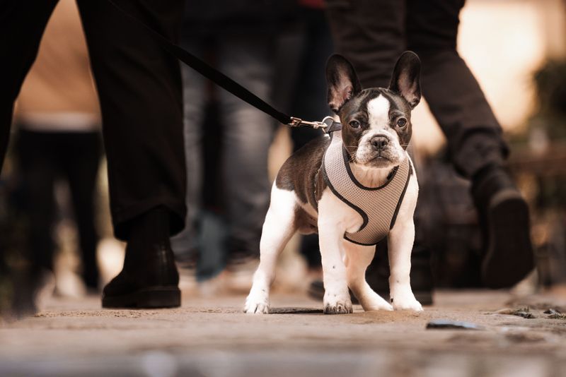 French Bulldog
