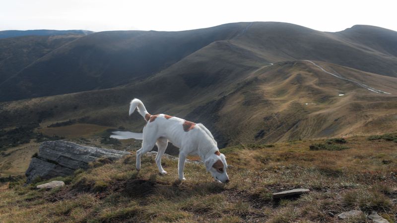American Foxhound