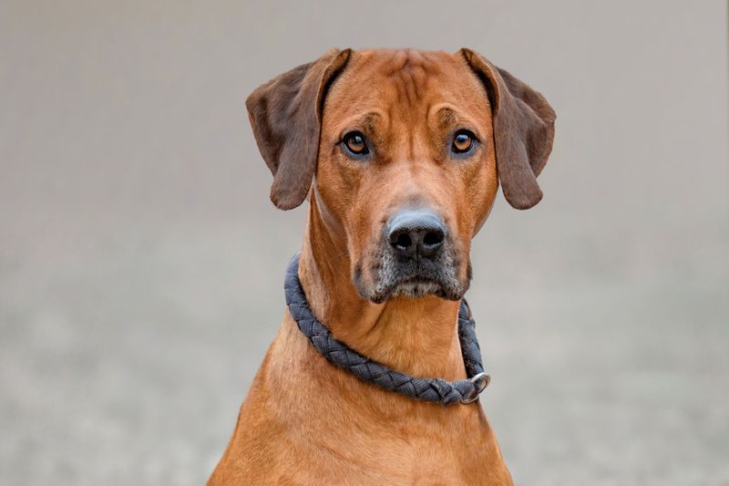 Rhodesian Ridgeback