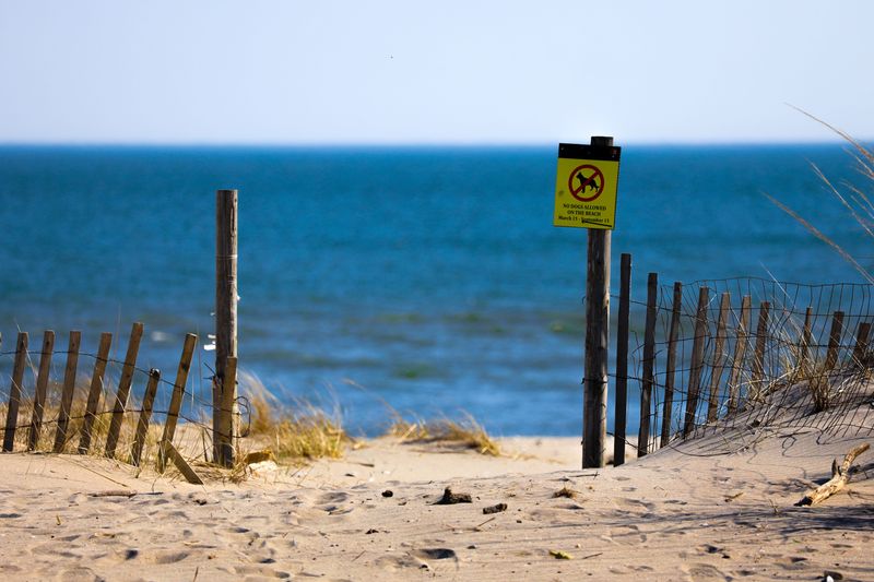 Dogs Are Banned from Designated Swimming Beaches in State Parks