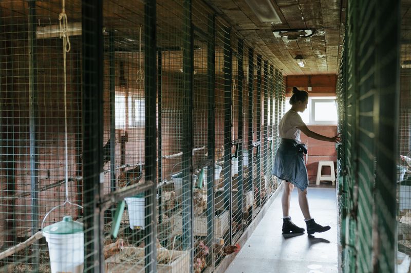 Protect Chickens and Other Livestock in Secure Covered Pens