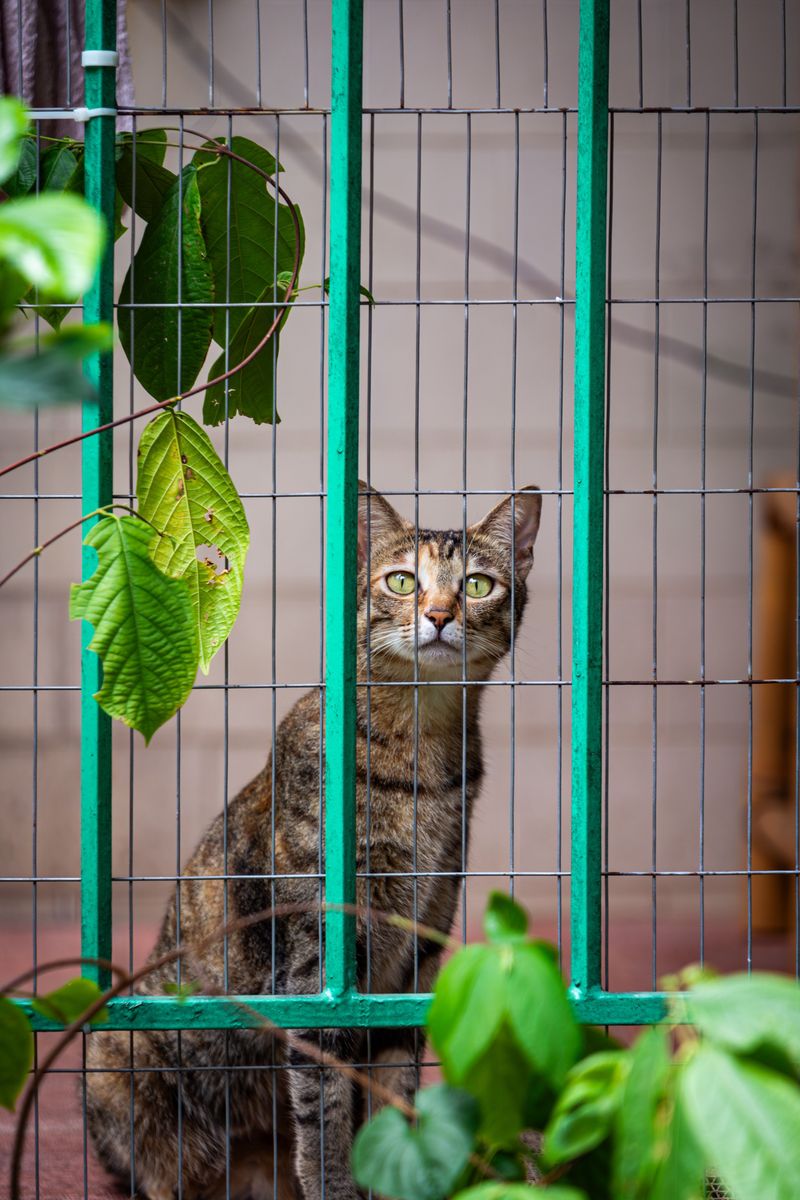 Keep Cats Indoors, Especially at Night