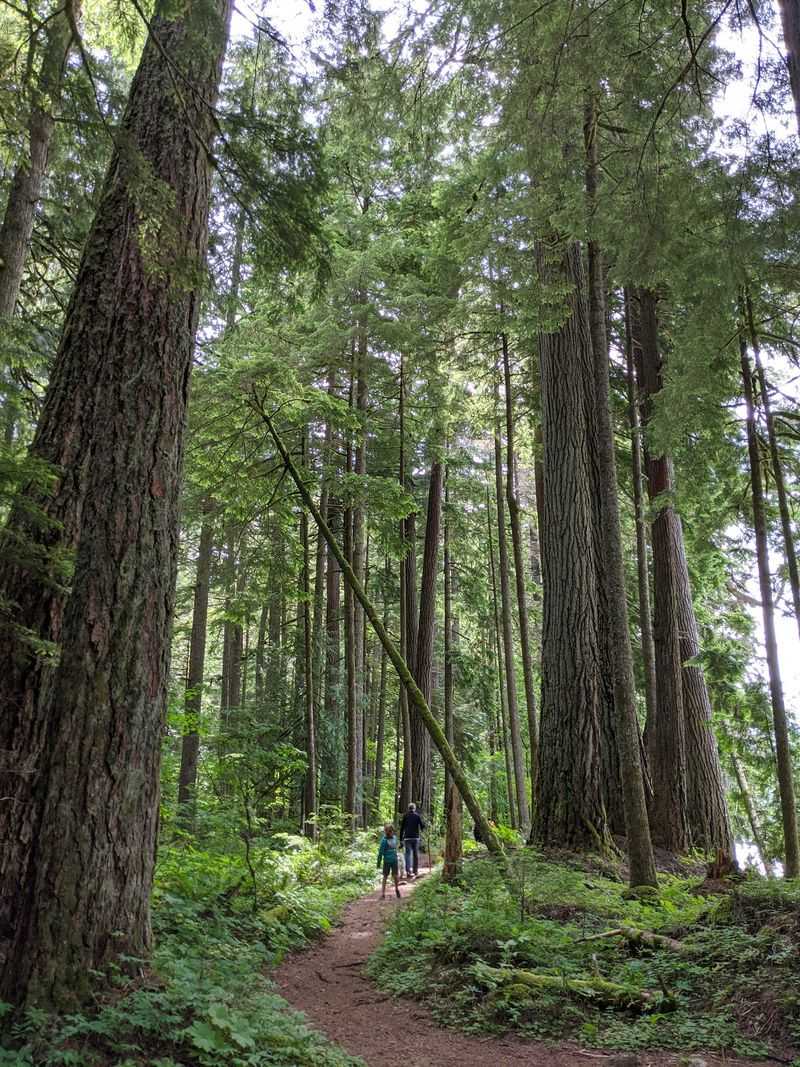 Wander Through Federation Forest
