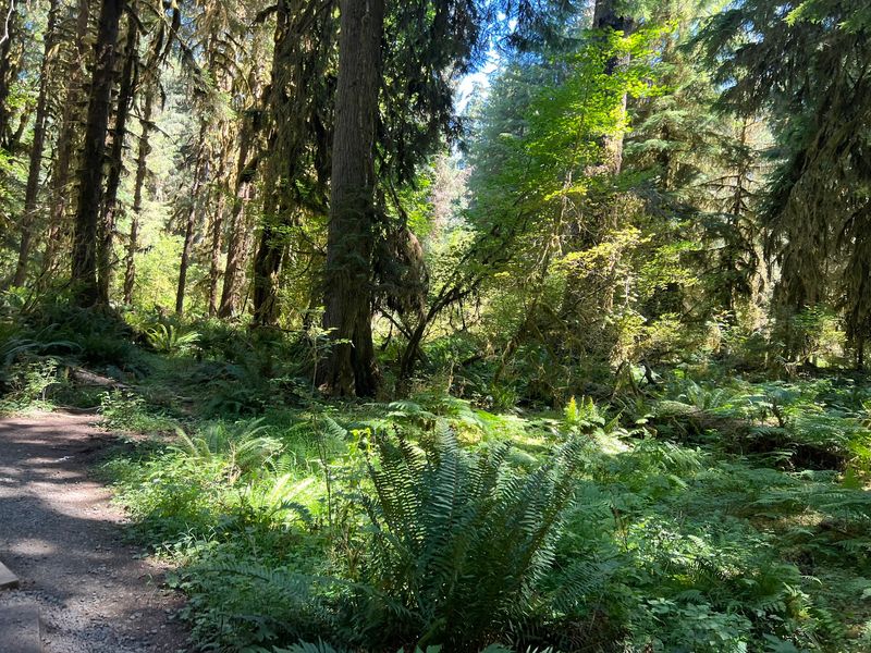 Explore Bogachiel State Park