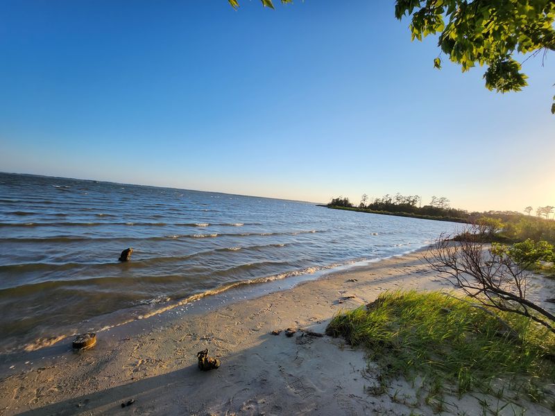 Explore tidal wetlands at Belle Isle State Park