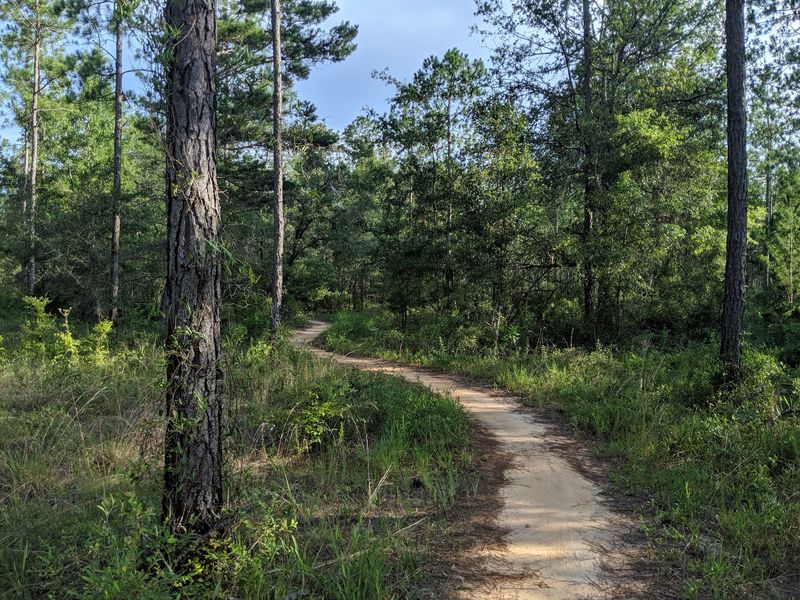 Hike the Florida Trail through Apalachicola National Forest
