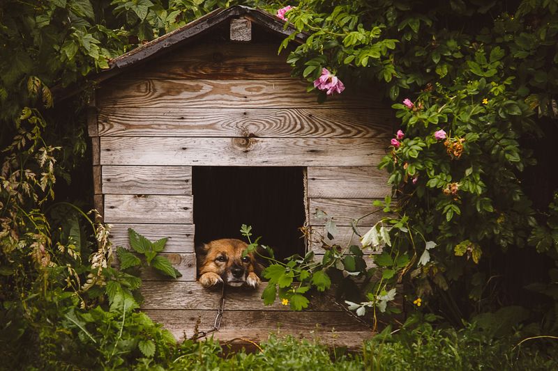 Home Boarding for Pay Comes With Licensing Questions
