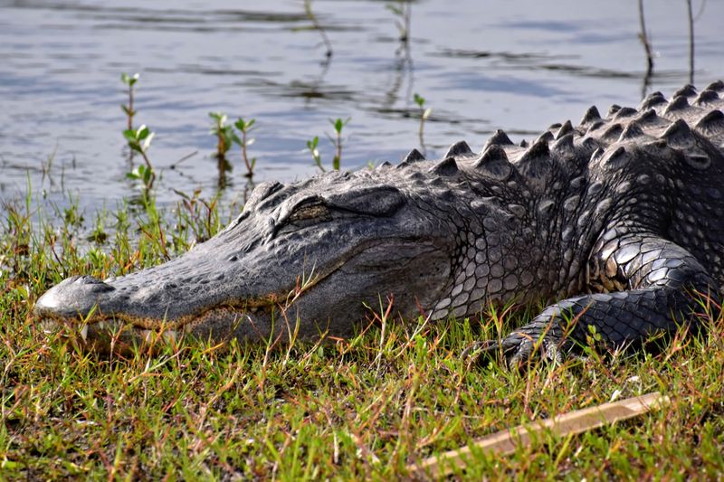 Warm Weather Brings More Alligator Activity Statewide