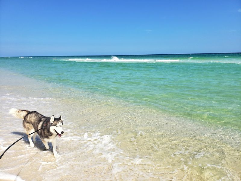 Pensacola Beach Dog Beach - Pensacola Beach