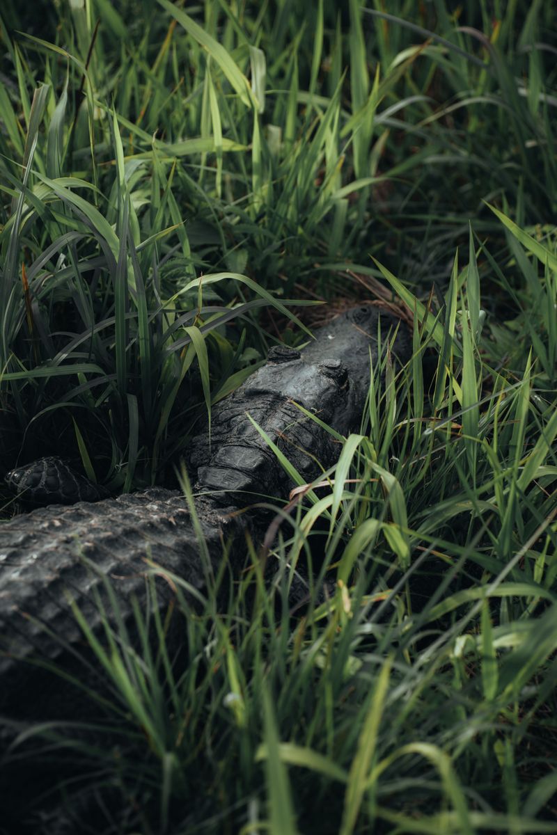 Leave Alligator Removal to the Professionals