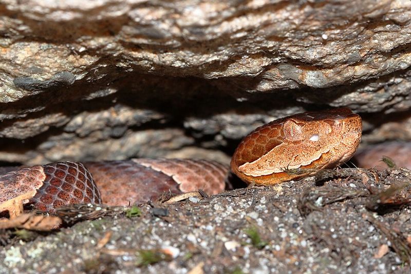 Give A Snake Plenty Of Space