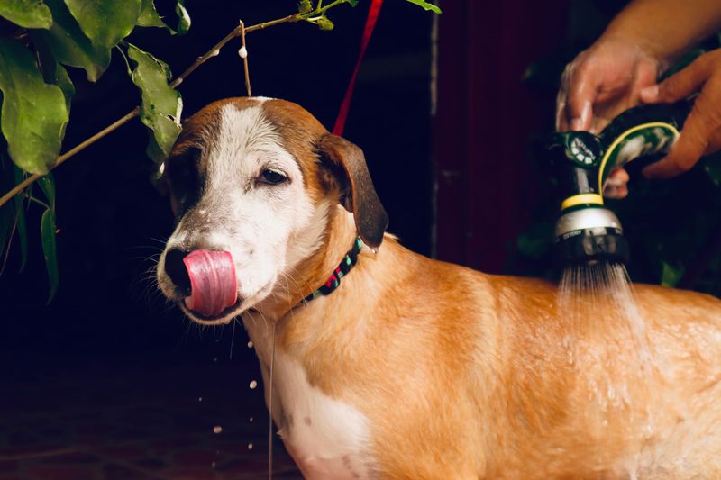 Keep a Skunk-Sprayed Dog Outside Until Cleaned