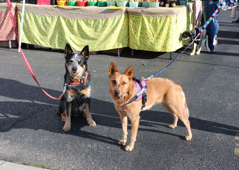 Cities and Counties Set Their Own Leash Laws