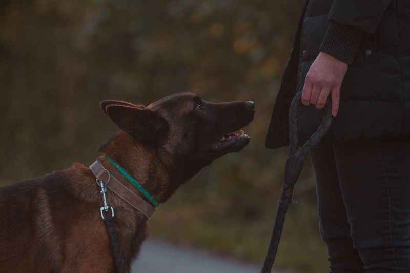 Voice Control Does Not Replace a Required Leash