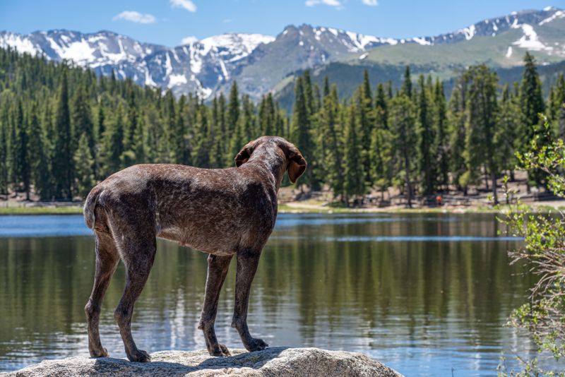 Off-Leash Areas May Require a Special Pass