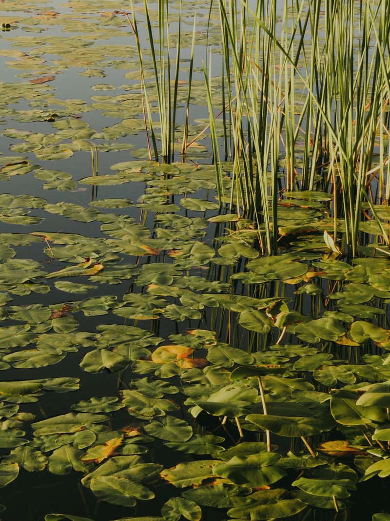Ponds Can Have Hidden Hazards
