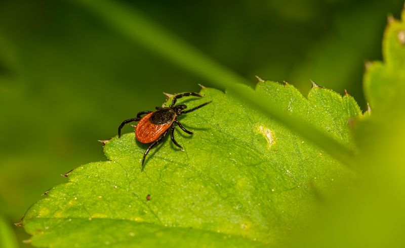 Lyme Disease Is A Major Concern In Pennsylvania