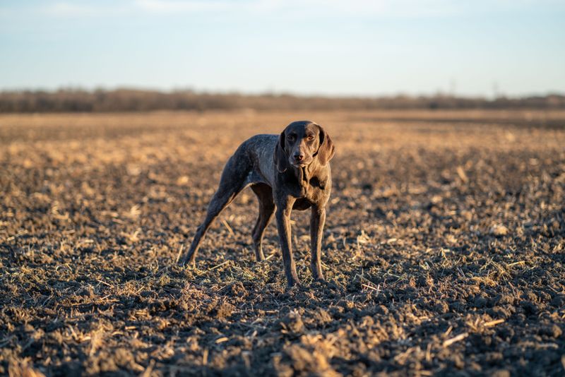 Certain Dogs May Be At Greater Risk
