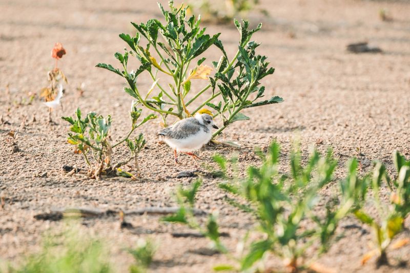Keep An Eye On Wildlife