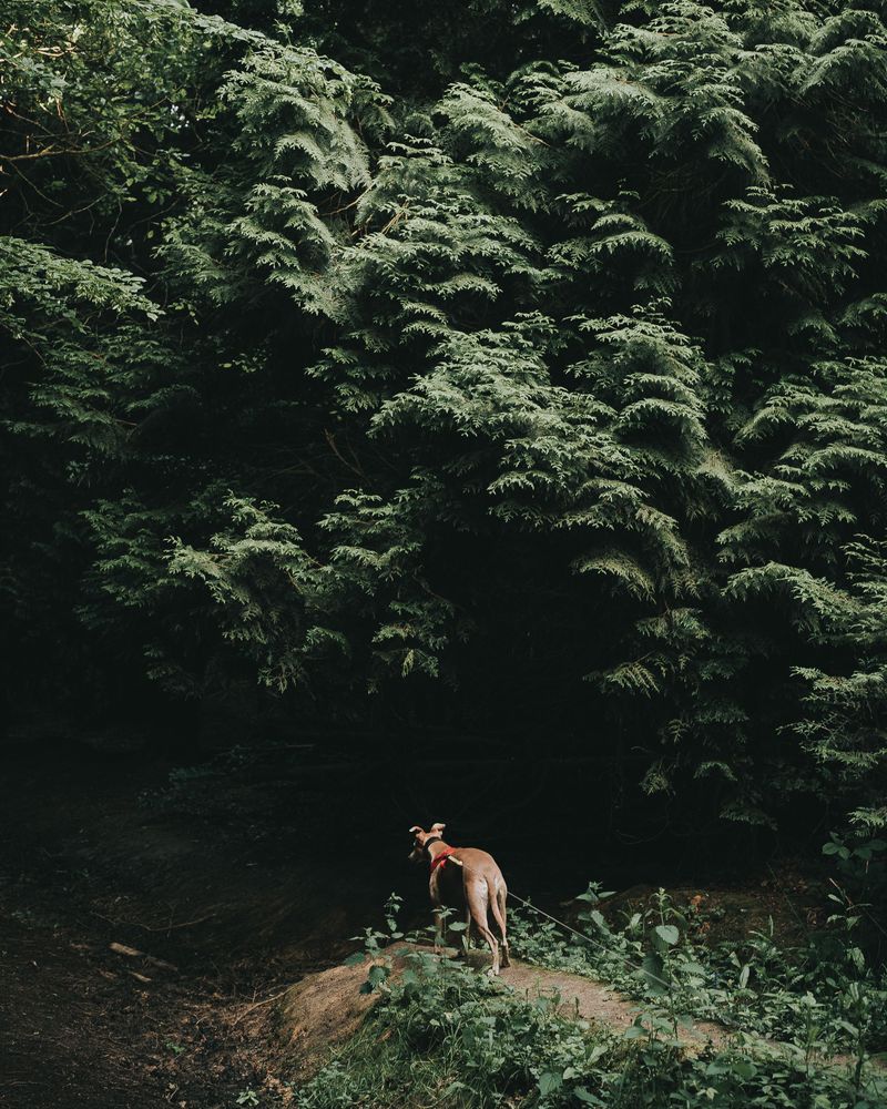 Never Let Your Dog Chase Wildlife